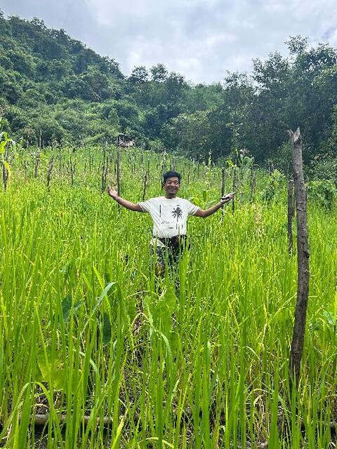 Paddy Field