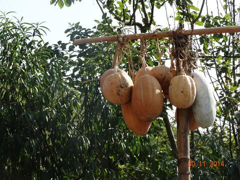 Storing Pumkin